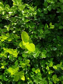 绿植冬青