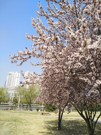 樱花风景