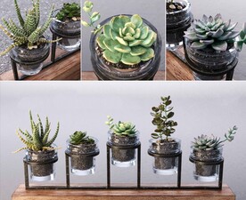 C4D模型 绿色植物  