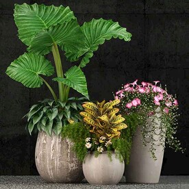 C4D模型 绿色植物 