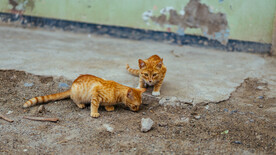 两只橘猫