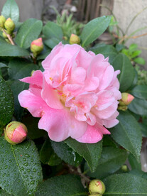 山茶花