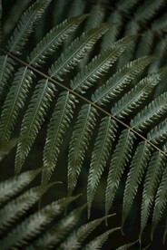 阙类植物叶子