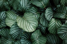 露水绿叶