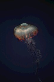 水母 