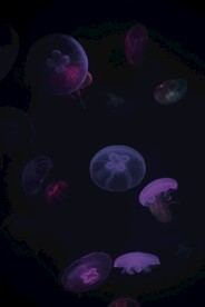 水母