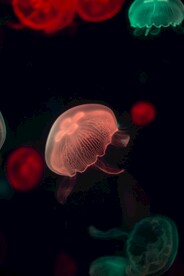 荧光水母
