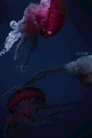 水母