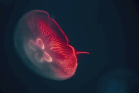 荧光水母