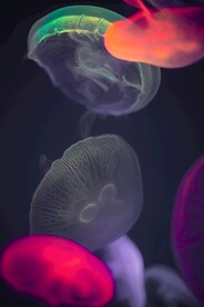 荧光水母