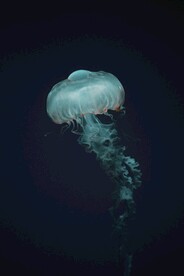 水母
