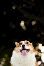 狗狗