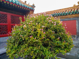 故宫植物
