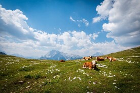 蓝天白云绿草地背景