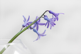 紫色花