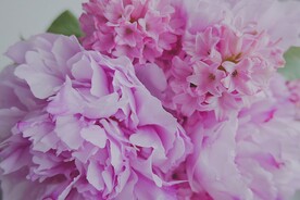粉红牡丹花