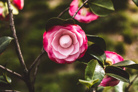 粉红色的花