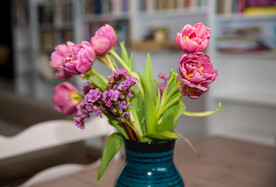 粉红色郁金香花