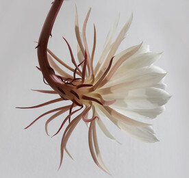 仙人掌花