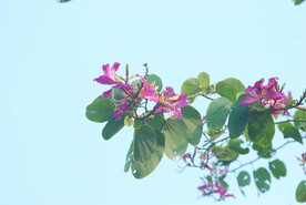 紫荆花