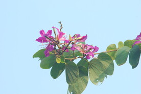 紫荆花