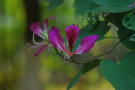 紫荆花