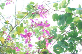 紫荆花