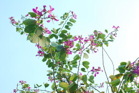 紫荆花