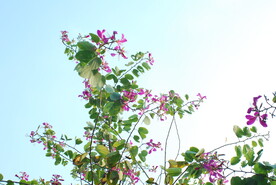 紫荆花