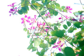 紫荆