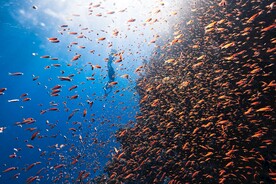 海中的鱼群