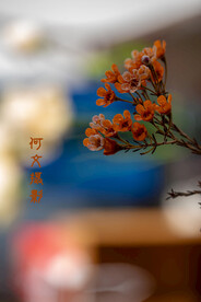 摄影花卉 