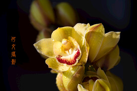 鲜花