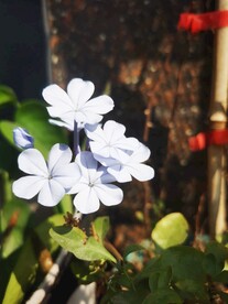 蓝雪花