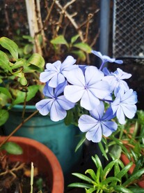 蓝雪花