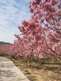 紫花风铃木 