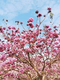 紫花风铃木