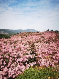 紫花风铃木