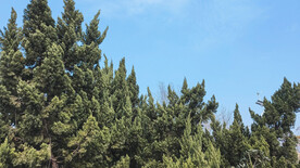 松树 松涛