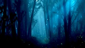 森林自然美景     