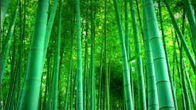 森林自然美景     