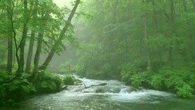 森林自然美景     