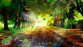 森林自然美景     