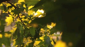 阳光透过枫叶