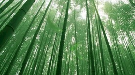 雨竹林