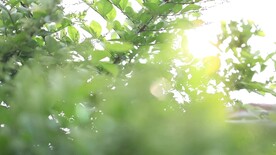 清新阳光草丛