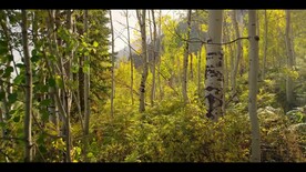 自然森林美景