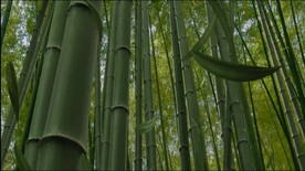 竹林听风