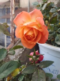 肉粉月季花