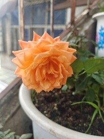黄花 葬花